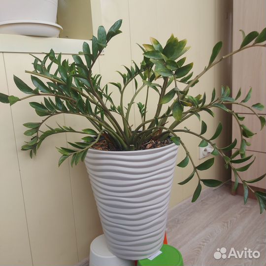 Продам цветок