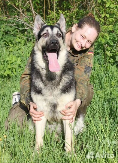 Щенки восточноевропейской овчарки с родословной