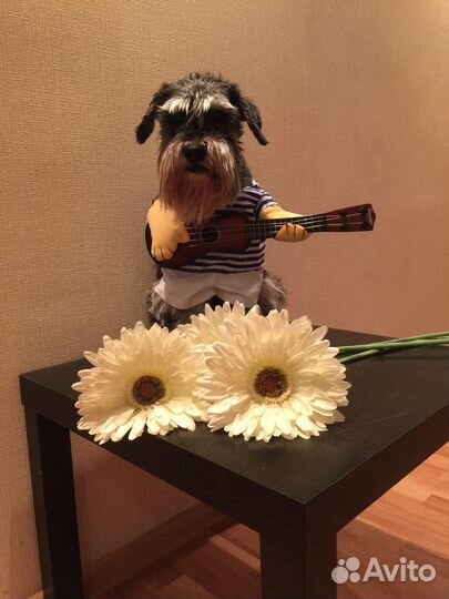 Костюм для собаки