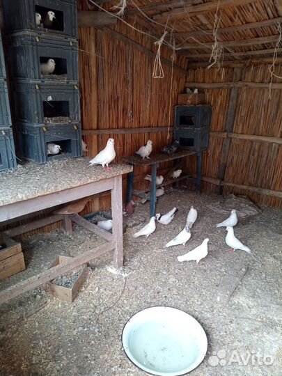 Домашние голуби