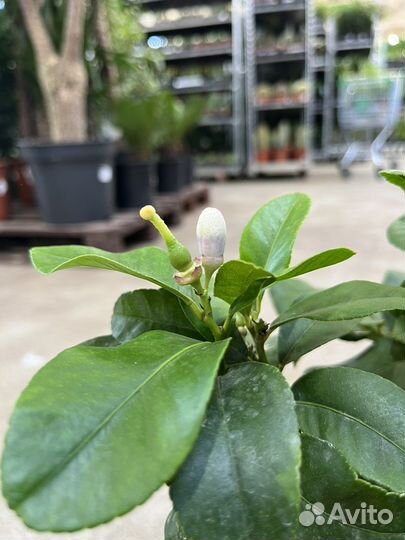 Цитрофортунелла Лимон штамбовая, плодоносит