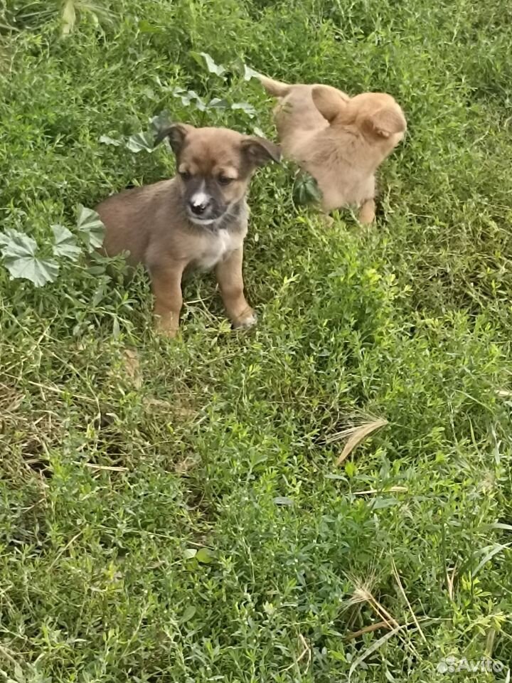 Щенки