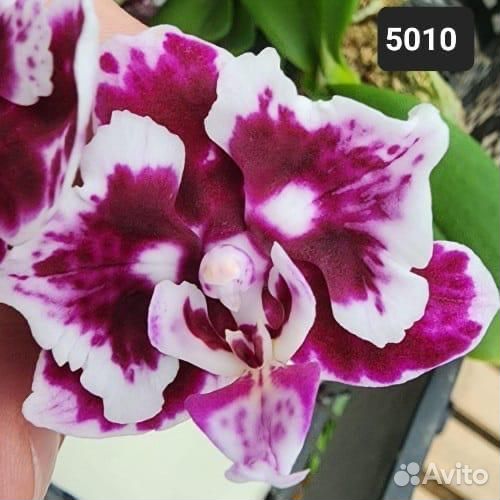 Орхидея бабочка 5010