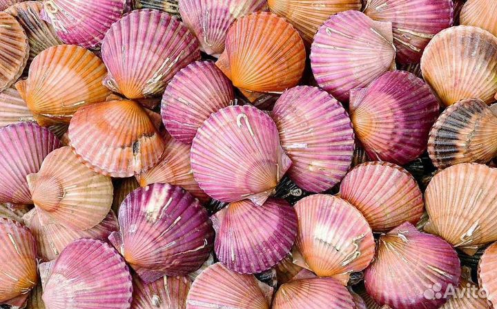 Гребешок морской на створке