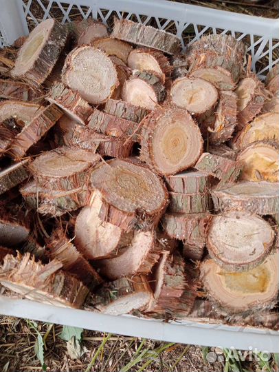 Спилы можжевельника