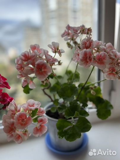 Пеларгония