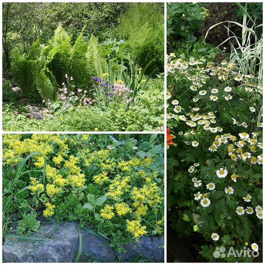 Садовые растения