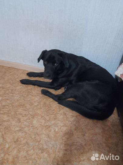 Собака в добрые руки отдам бесплатно