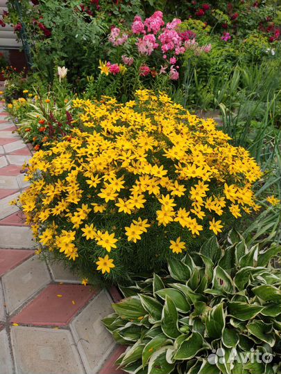 Многолетние цветы, в горшке