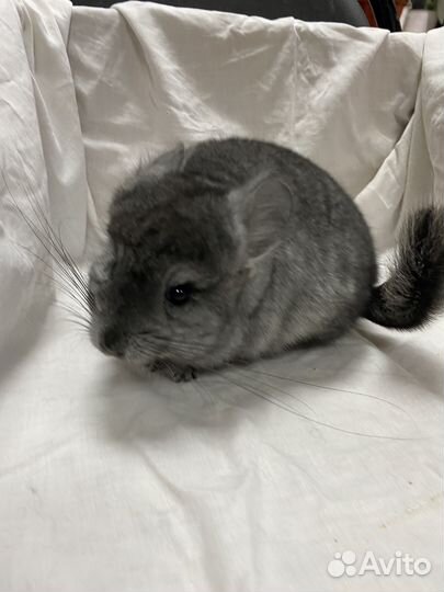 Шиншилла стендарьная ангора