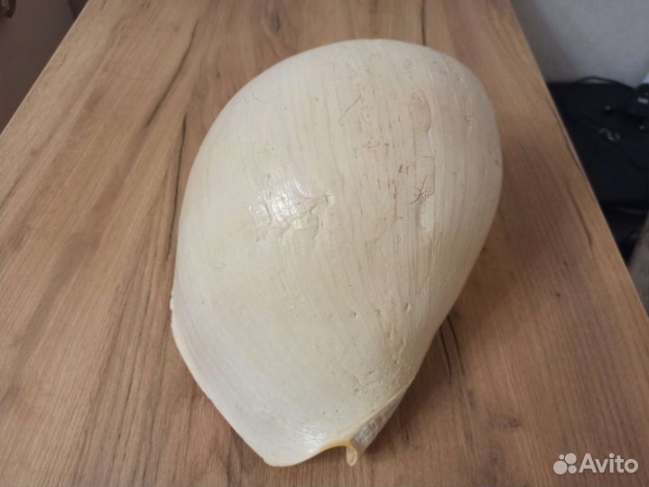 Морская раковина