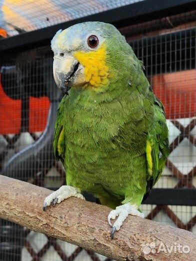 Амазон венесуэльский