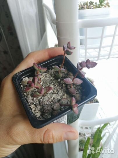 Крассула рупестрис