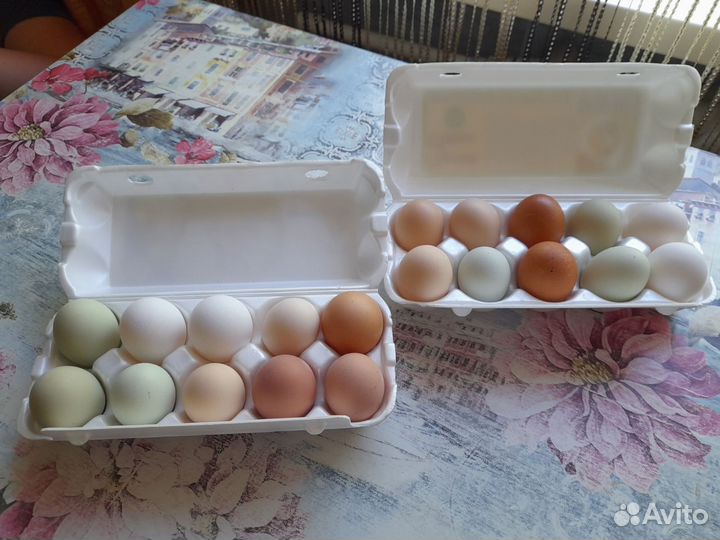 Домашние куриные яйца