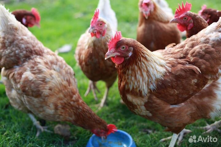 Продам кур несушек