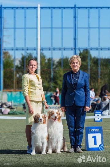 Дрессировка собак, выгул, подготовка к выставкам