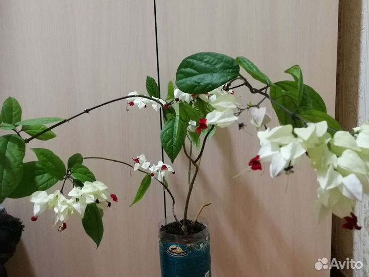 Клеродендрон, и другие