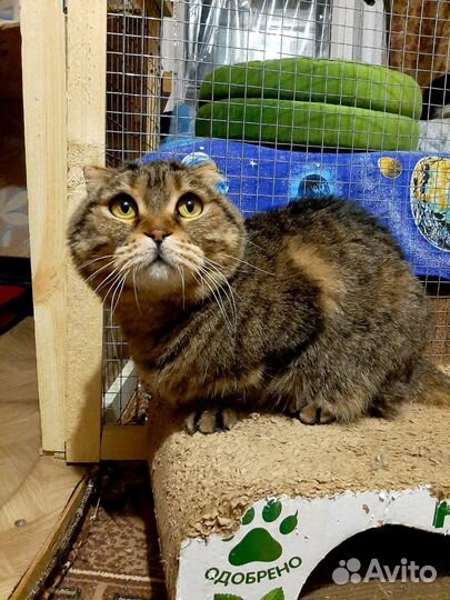 Баффи в добрые руки