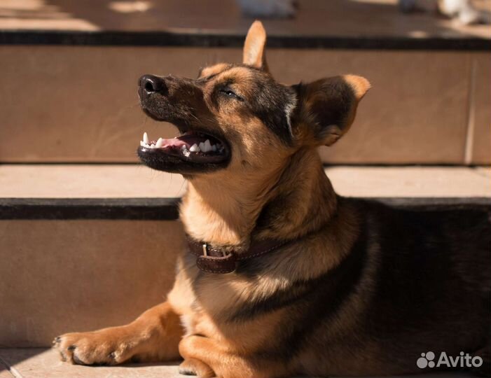 Робкий Эдгар, ростом с таксу. Лесной приют