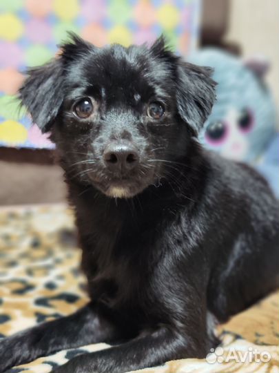 Мелкая собачка фенотип тойчика