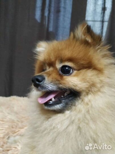 Немецкий шпиц вязка