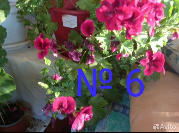 Пеларгония герань