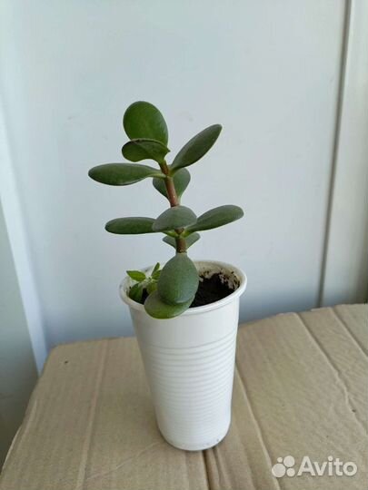 Толстянка или денежное дерево