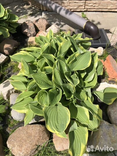 Хоста. Большие кусты