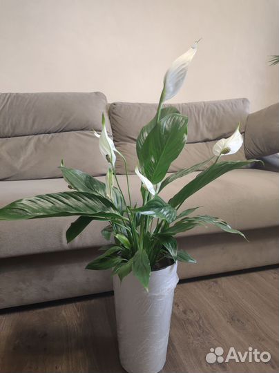 Спатифиллум драцена растения для дома и офиса