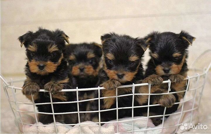 Крохотные щеночки