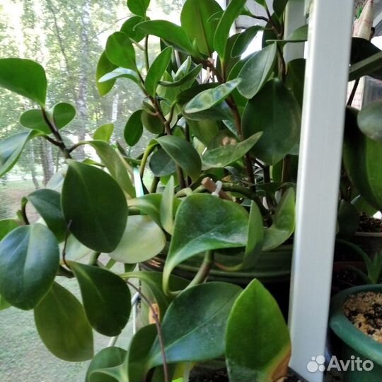 Комнатные растения цветы