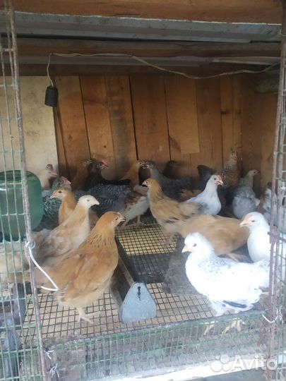 Цыплята домашние крупной породы 2,5 месяцев