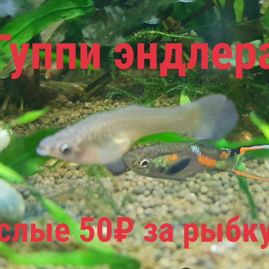 Гуппи эндлера