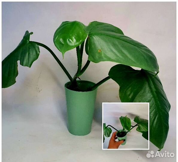 Комнатные растения Отправлю сдек или почта