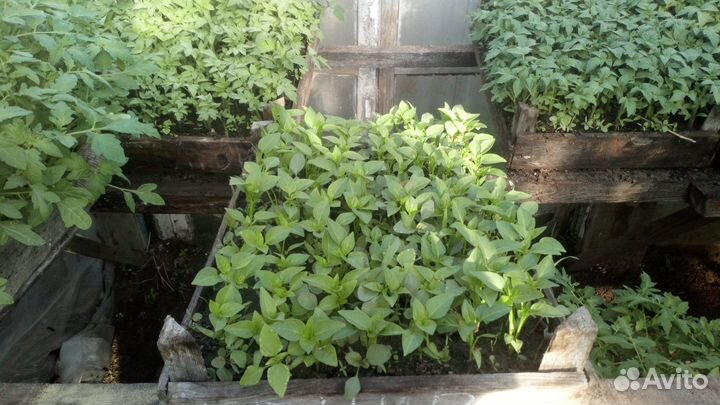 Продаю рассаду
