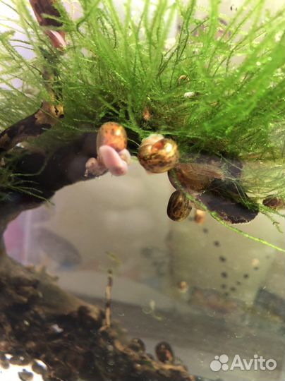 Улитки аквариумные катушки физы растения людвигия