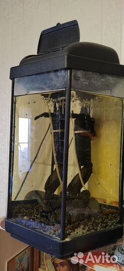 Аквариум