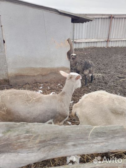 Баран и овцы