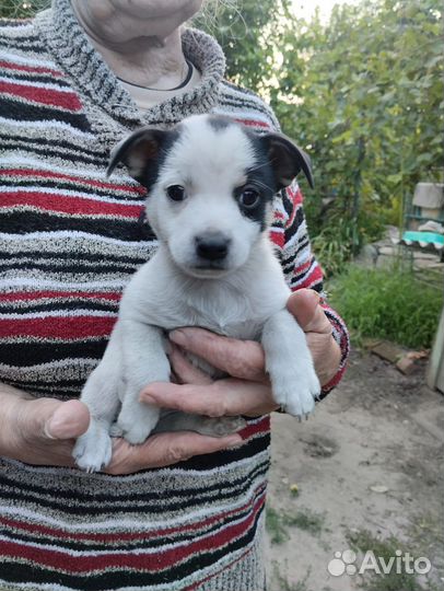 Щенок в добрые руки маленькой собаки