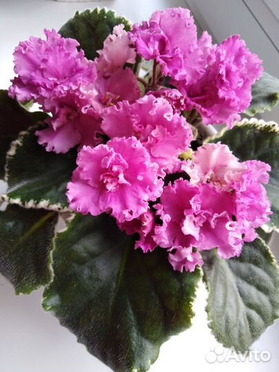 Фиалки цветущие в горшке