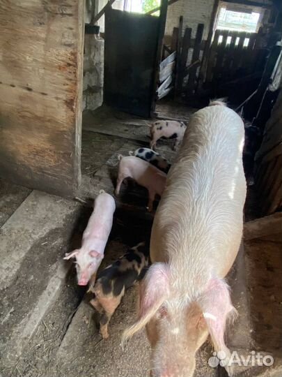 Поросята ландрас дюрок