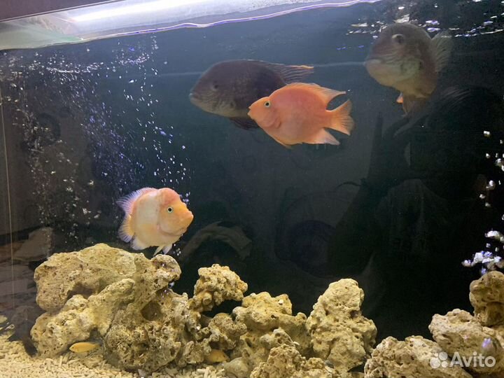 Аквариум