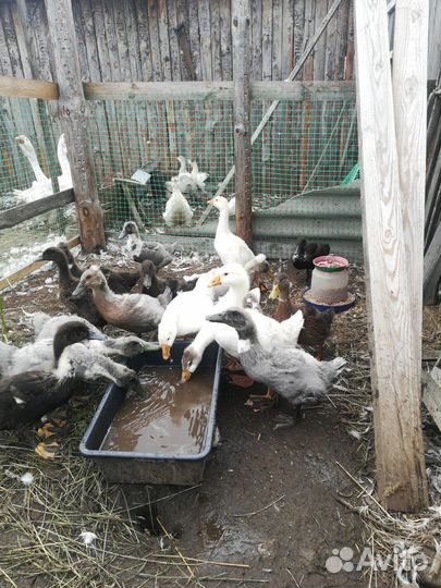 Гусята, утята, разные породы, инкубационное яйцо