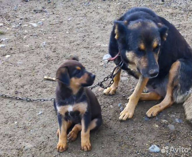 Альфа - крупный щенок-девочка в дар