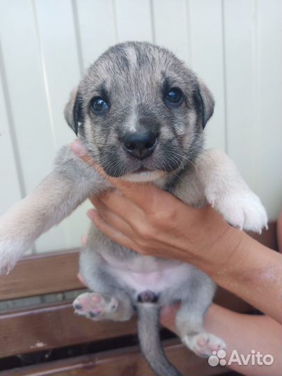 Щенки в дар