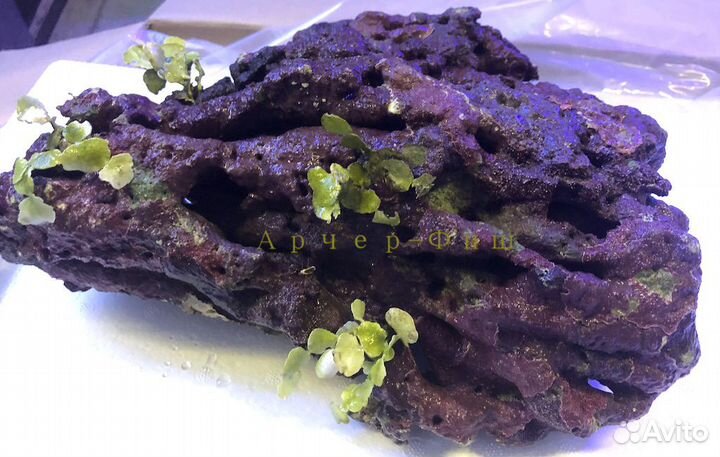 Живые камни (Live Rocks)