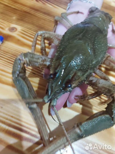 Живые раки