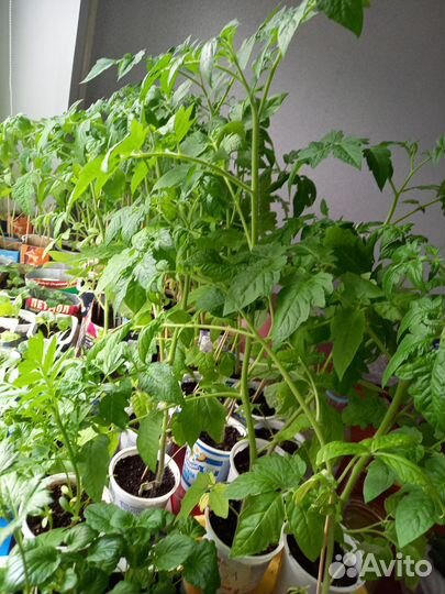 Рассада помидор,перцев,петуньи