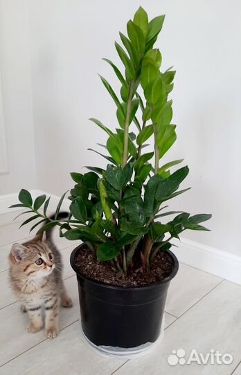 Замиокулькас