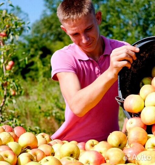 Сборщик яблок. Сезонная работа